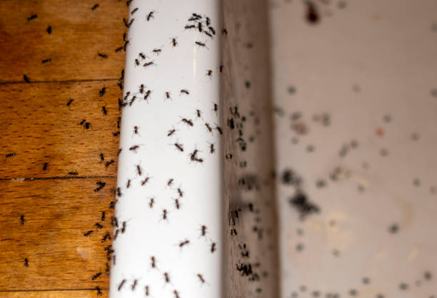 Best Ant Control Services  in Cumberland Head, NY